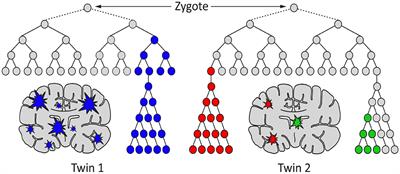 Postzygotic Somatic Mutations in the Human Brain Expand the Threshold-Liability Model of Schizophrenia